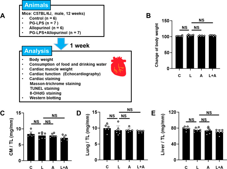 Allopurinol attenuates development of Porphyromonas gingivalis LPS-induced cardiomyopathy in mice.