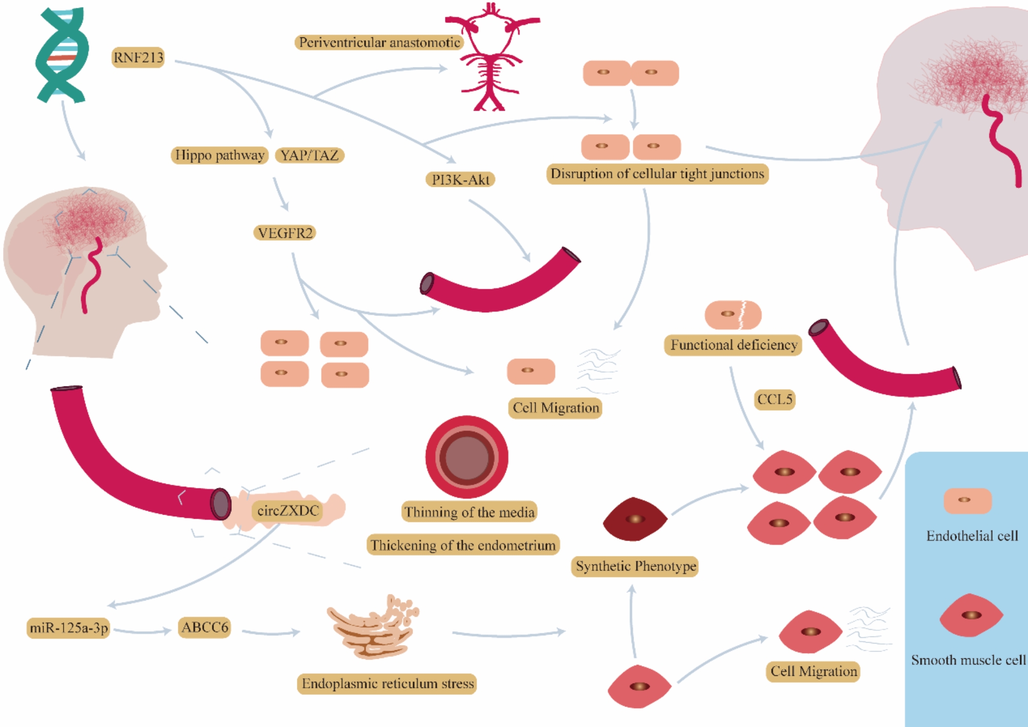 The role of the RING finger protein 213 gene in Moyamoya disease.