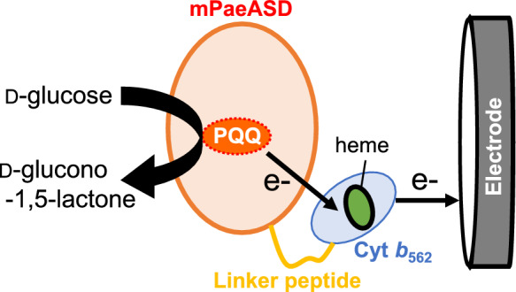 Creation of a highly stable direct electron transfer-type enzyme sensor by combining a hyperthermophilic dehydrogenase and natural electron mediator.