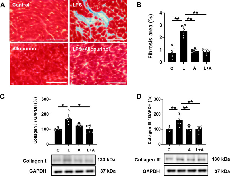 Allopurinol attenuates development of Porphyromonas gingivalis LPS-induced cardiomyopathy in mice.