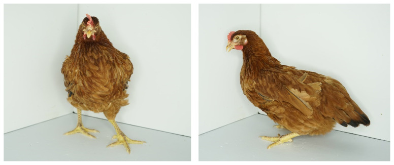 Effect of dietary energy levels on productivity, fat deposition, and biochemical parameters of Woorimatdag1 breeder pullets.