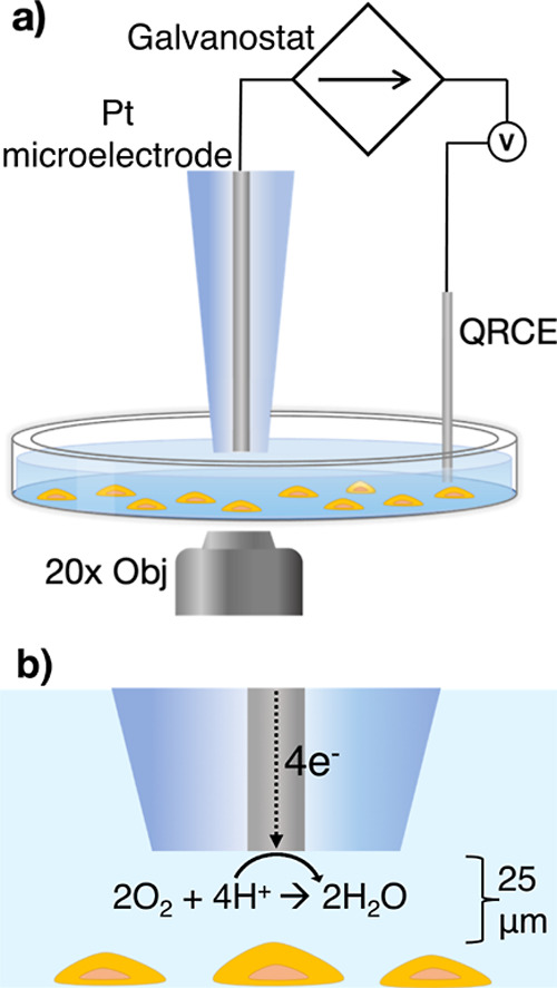 Transient Single Cell Hypoxia Induced by Localized Galvanostatic Oxygen Challenge.