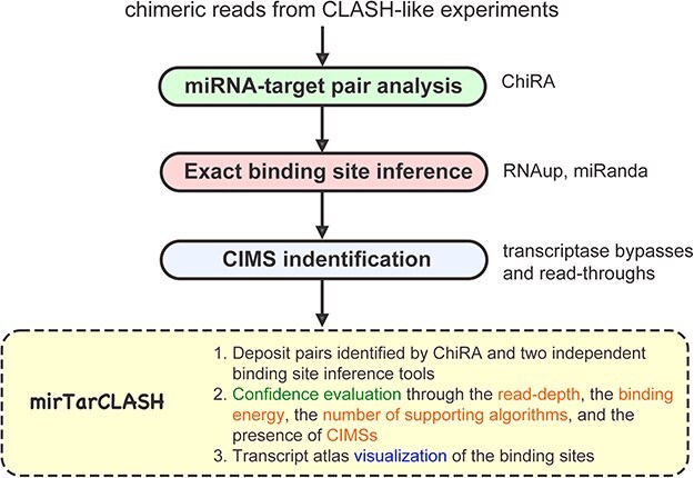 mirTarCLASH: a comprehensive miRNA target database based on chimeric read-based experiments.
