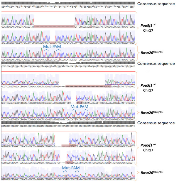 Cis-regulatory Function of the Pou5f1 Gene Promoter in the Mouse MHC Locus.
