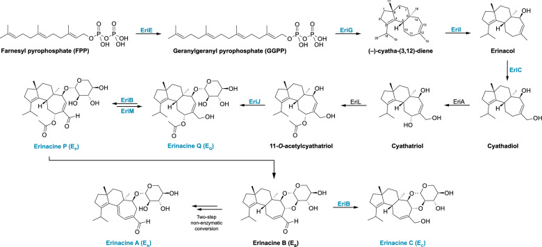 Influences of substrate and tissue type on erinacine production and biosynthetic gene expression in Hericium erinaceus.