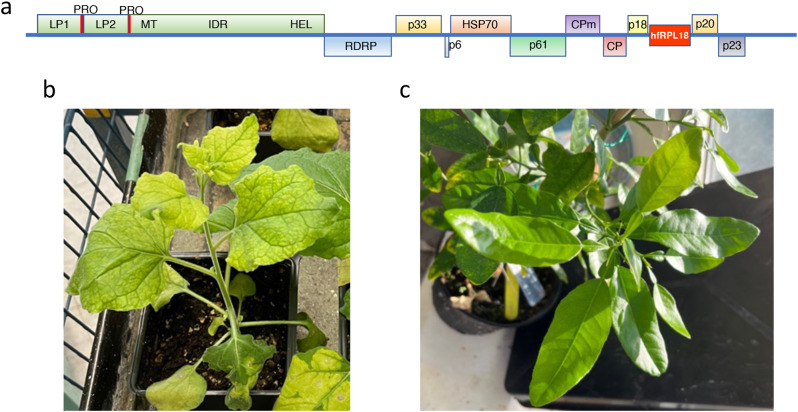 Citrus phloem specific transcriptional profiling through the development of a citrus tristeza virus expressed translating ribosome affinity purification system.