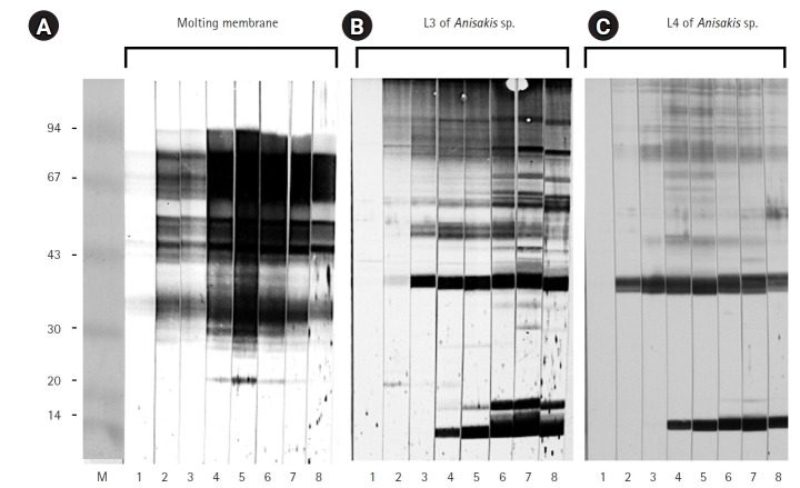 Immunogenicity of <i>Anisakis</i> larvae molting membrane against human eosinophilia sera.