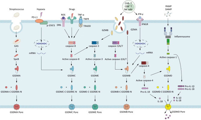 Manipulation of cancer cell pyroptosis for therapeutic approaches: challenges and opportunities.