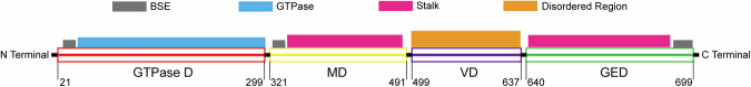 DRP1, fission and apoptosis.