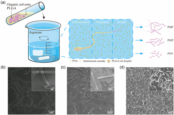 The Importance of Particle Shape: Effect of Nonspherical Particles and Their Stabilized Pickering Emulsions on Immunization Efficacy.