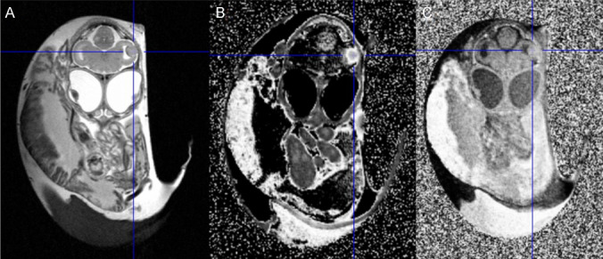 Autoradiography of Intracerebral Tumours in the Chick Embryo Model: A Feasibility Study Using Different PET Tracers.