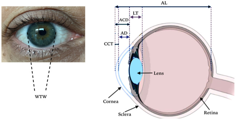 Evaluation of Anatomical Measurements of the Bulbus Oculi by Optical Biometry in the Eastern Region of Türkiye.