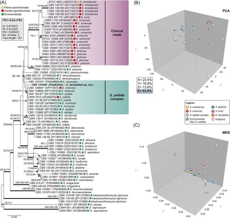 Sporothrix davidellisii : A new pathogenic species belonging to the Sporothrix pallida complex.