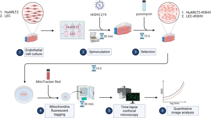 Endothelial Cells Stably Infected with Recombinant Kaposi's Sarcoma-Associated Herpesvirus Display Distinct Viscoelastic and Morphological Properties.