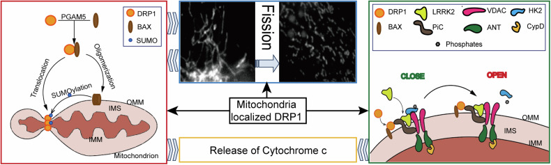 DRP1, fission and apoptosis.