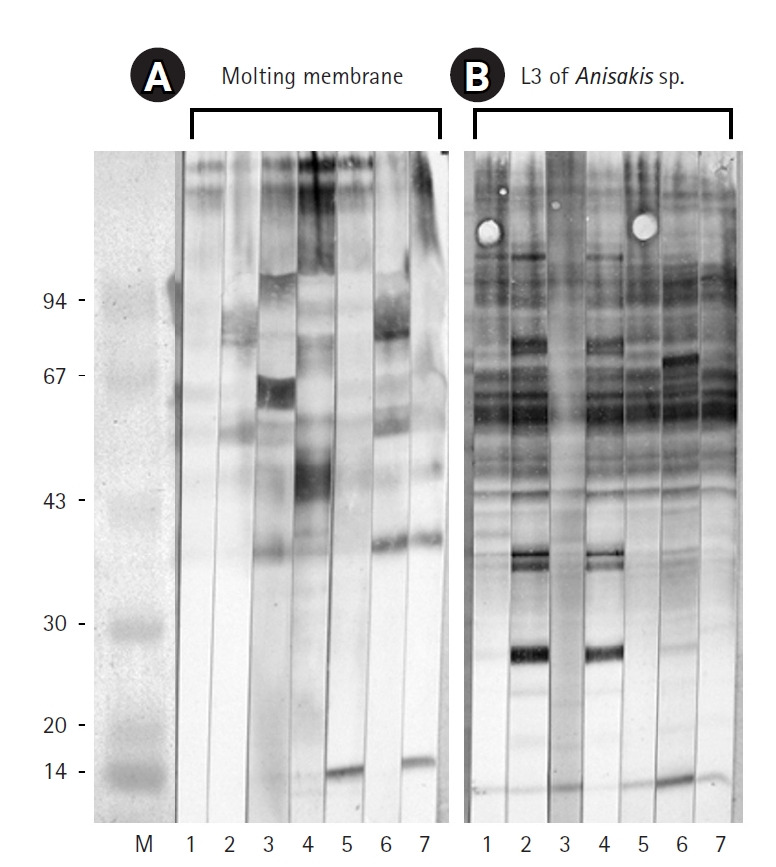 Immunogenicity of <i>Anisakis</i> larvae molting membrane against human eosinophilia sera.