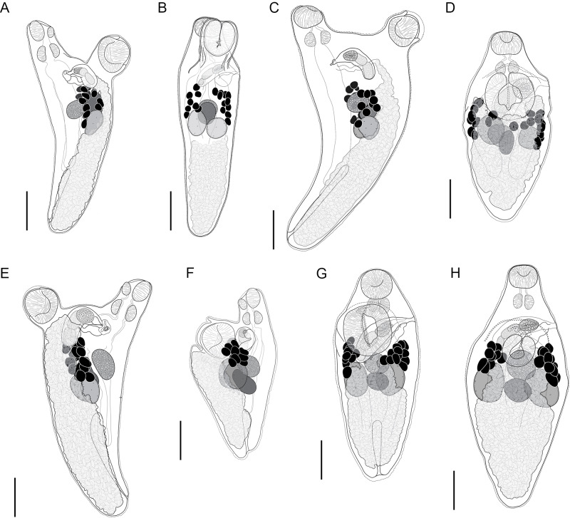 Zoogonids (trematoda) infecting Indo-West Pacific damselfishes (Pomacentridae), including the proposal of a new genus and two new species.