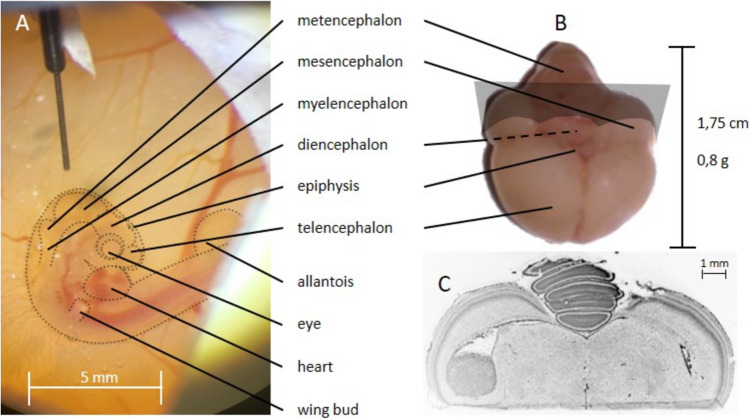 Autoradiography of Intracerebral Tumours in the Chick Embryo Model: A Feasibility Study Using Different PET Tracers.