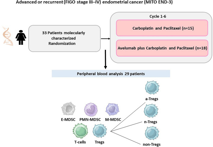 Association of peripheral monocytic myeloid-derived suppressor cells with molecular subtypes in single-center endometrial cancer patients receiving carboplatin + paclitaxel/avelumab (MITO-END3 trial).