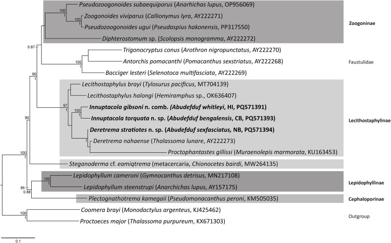 Zoogonids (trematoda) infecting Indo-West Pacific damselfishes (Pomacentridae), including the proposal of a new genus and two new species.