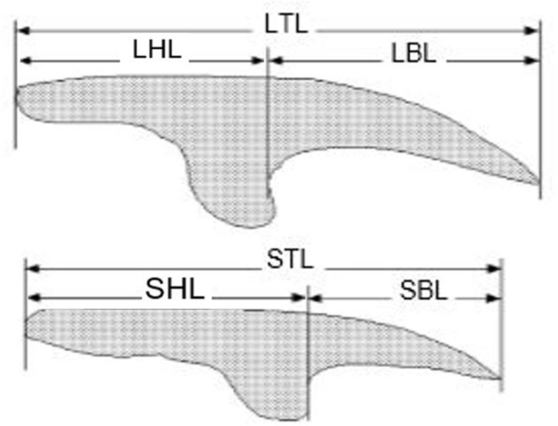 Differentiation of Cerebral Cystic Echinococcosis (CCE) from Coenurosis Using Morphometric and Molecular Methods.