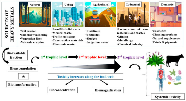 Innovative Approaches and Evolving Strategies in Heavy Metal Bioremediation: Current Limitations and Future Opportunities.