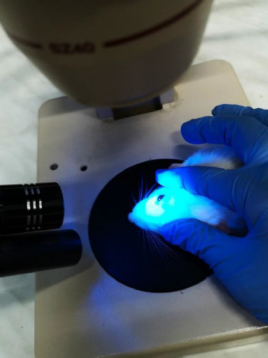 Short-term effects of antiglaucomatous topical medication on the ocular surface in Wistar rats.