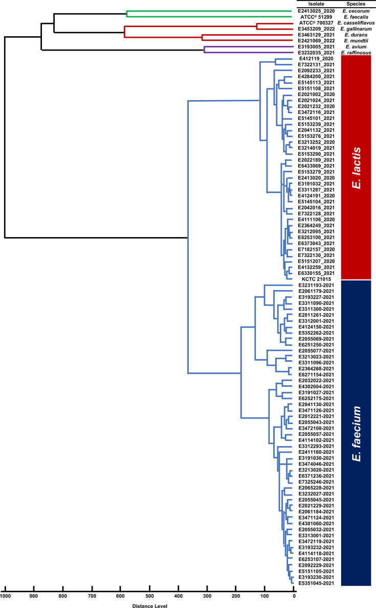 Accurate identification of <i>Enterococcus lactis</i> causing bacteraemia by matrix-assisted laser desorption ionization-time of flight mass spectrometry.