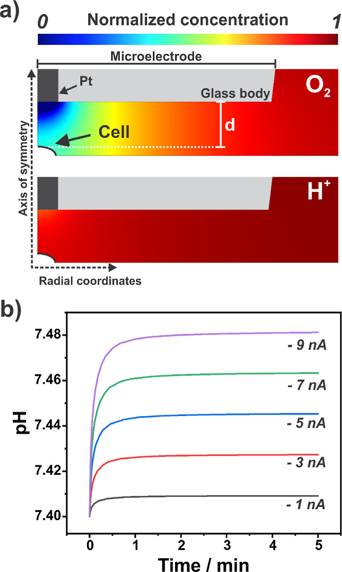Transient Single Cell Hypoxia Induced by Localized Galvanostatic Oxygen Challenge.