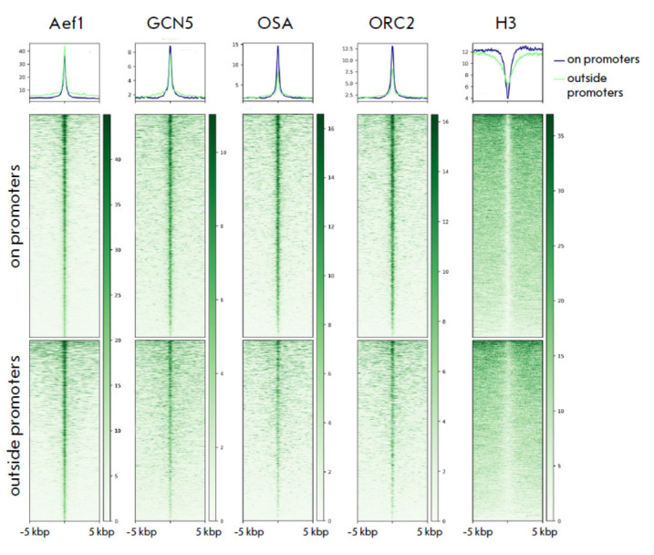 The Drosophila Zinc Finger Protein Aef1 Colocalizes with Enhancers and Is Involved in the Transcriptional Regulation of Numerous Genes.