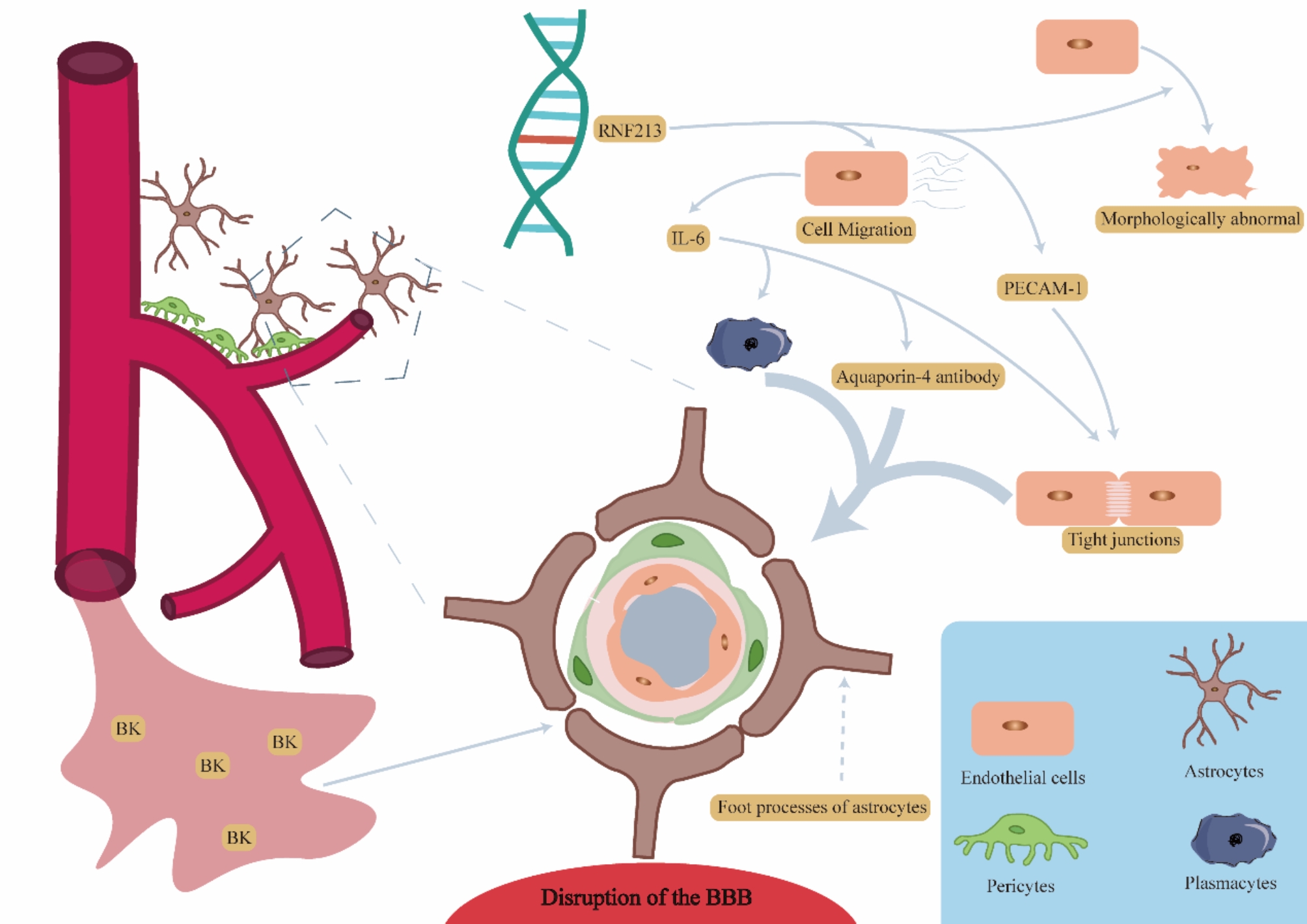 The role of the RING finger protein 213 gene in Moyamoya disease.