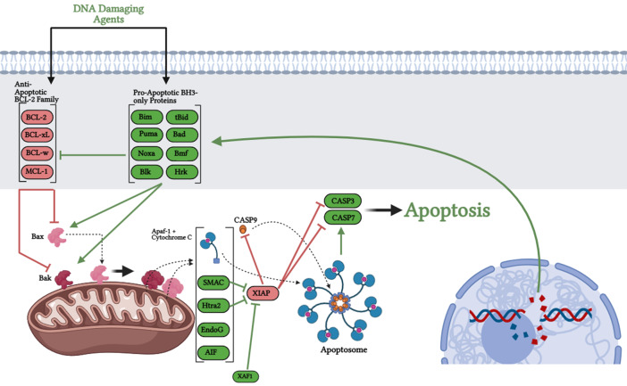 Cell death in glioblastoma and the central nervous system.