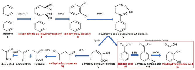 Metabolomic profiling of biphenyl-induced stress response of Brucella anthropi MAPB-9.