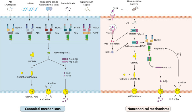 Manipulation of cancer cell pyroptosis for therapeutic approaches: challenges and opportunities.