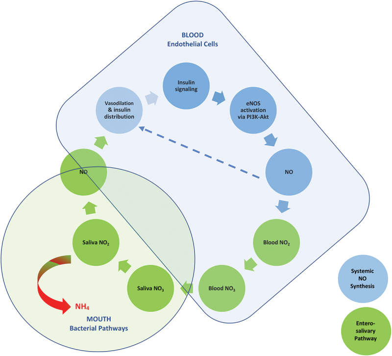 Nitrate reduction by salivary bacteria, glucose metabolism, and lifestyle.