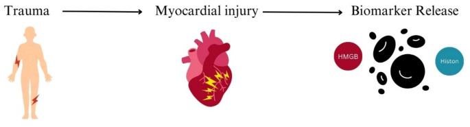 Biochemical markers of myocardial contusion after blunt chest trauma.