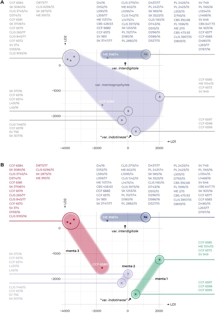 Resolving Phylogenetic Relationships Within the Trichophyton mentagrophytes Complex: A RADseq Genomic Approach Challenges Status of 'Terbinafine-Resistant' Trichophyton indotineae as Distinct Species.