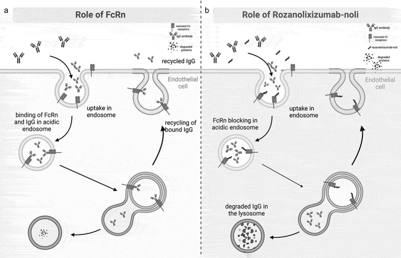 Rozanolixizumab for Myasthenia Gravis: a breakthrough treatment and future prospects.