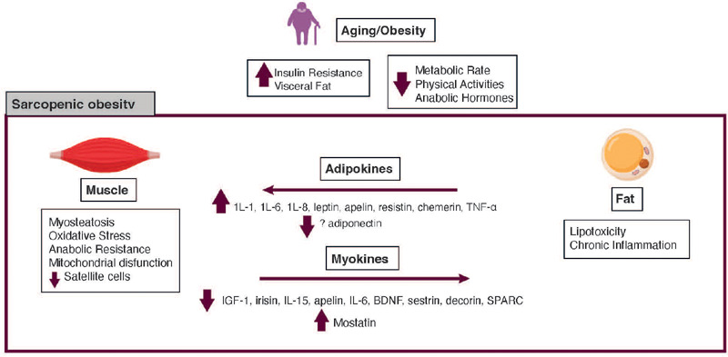 Sarcopenic obesity: a review.