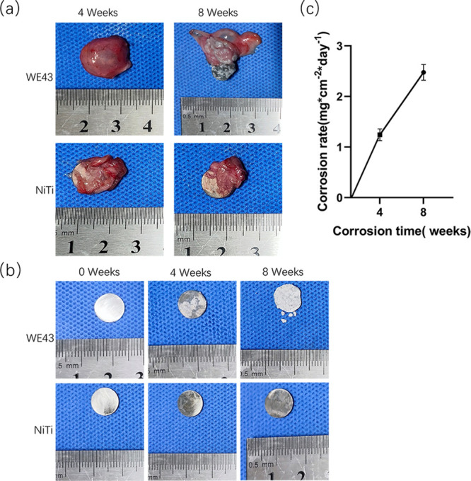 Degradation of WE43 Magnesium Alloy in Vivo and Its Degradation Products on Macrophages.
