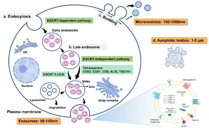 Decoding the role of extracellular vesicles in pathogenesis of cystic fibrosis.