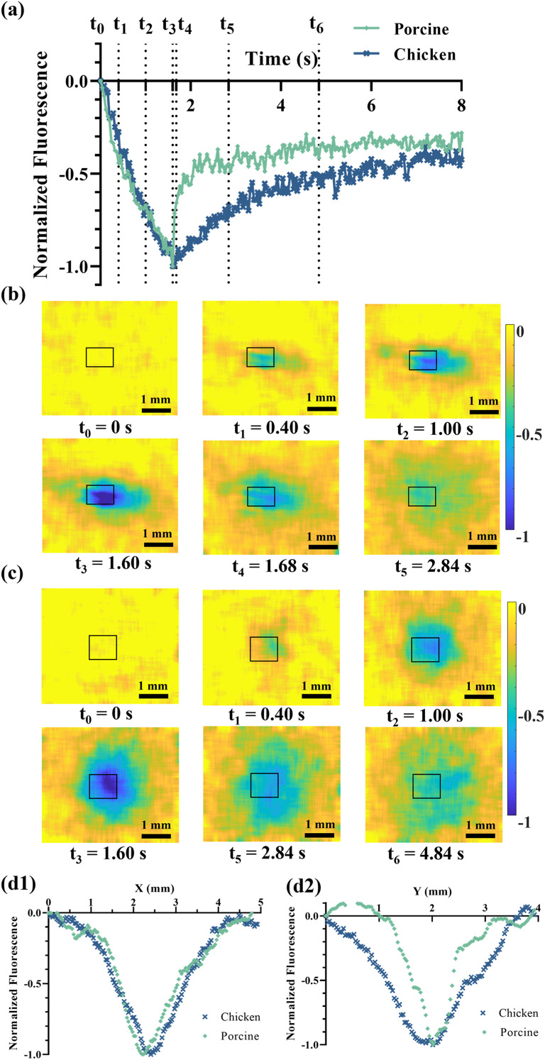 Experimental studies on squeezing interstitial fluid via transfer of ultrasound momentum (SIF-TUM) in <i>ex vivo</i> chicken and porcine tissues.