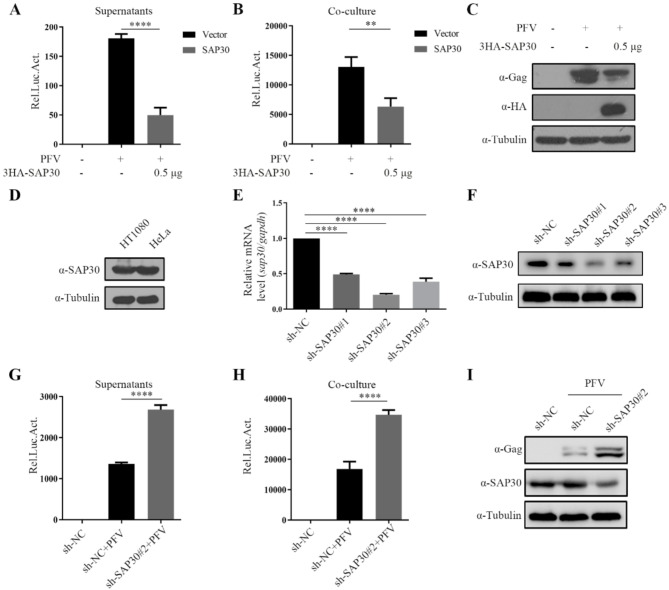 SAP30 deacetylates the Tas protein to inhibit PFV replication.