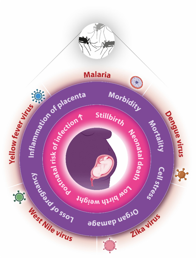 Mothers and mosquitoes: climate change contributes to the spread of vector-borne pathogens posing a substantial threat to pregnant women.
