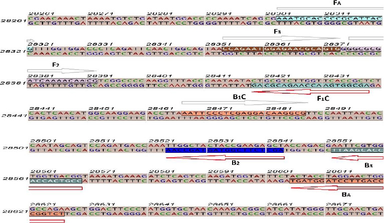 Development of a Novel Nested-RT-LAMP Assay for the Rapid and Accurate Coronavirus Disease-2019 Diagnosis.