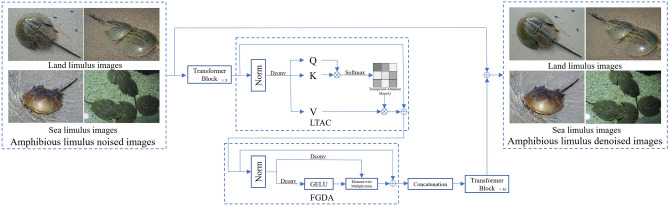 Wild horseshoe crab image denoising based on CNN-transformer architecture.