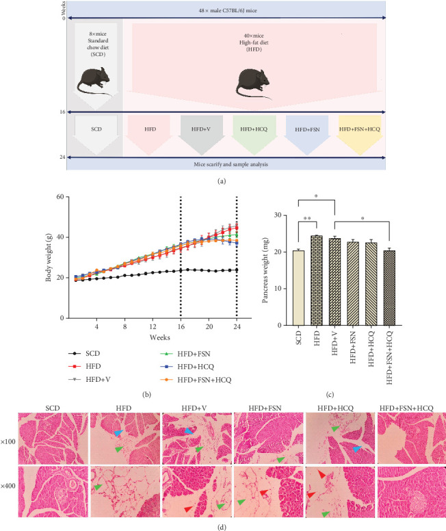 Optimized Effects of Fisetin and Hydroxychloroquine on ER Stress and Autophagy in Nonalcoholic Fatty Pancreas Disease in Mice.