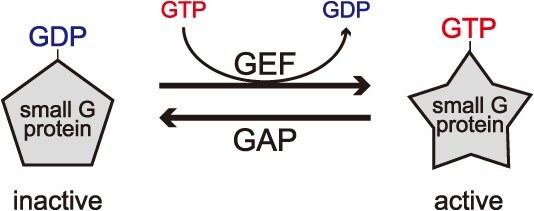Various methods to detect small GTPase activation: from radioisotope-based methods to the Small GTPase ActIvitY ANalysing (SAIYAN) system.