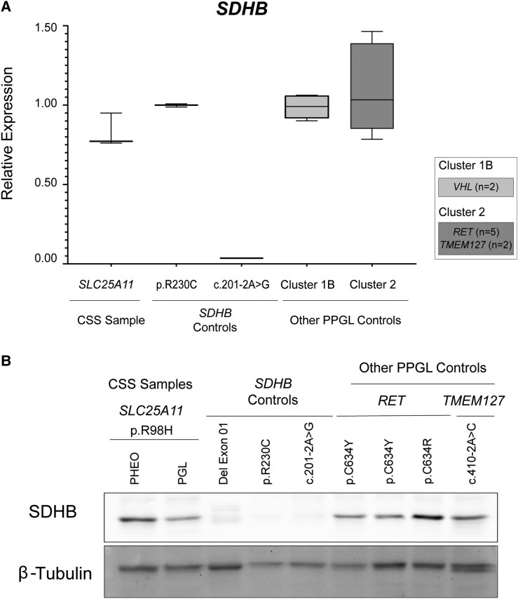 <i>SLC25A11</i>, a Novel Gene Associated With Carney-Stratakis Syndrome.