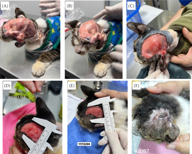 Allogeneic adipose MSCs and autologous PRP for chronic non-healing wound in a cat.